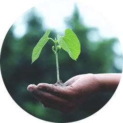 plant in a hand of a person