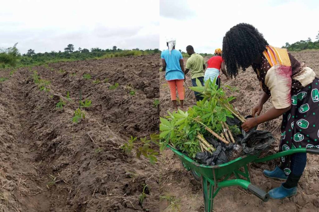 Cassava farming in Liberia